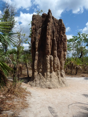 Termite Mound Litchfield