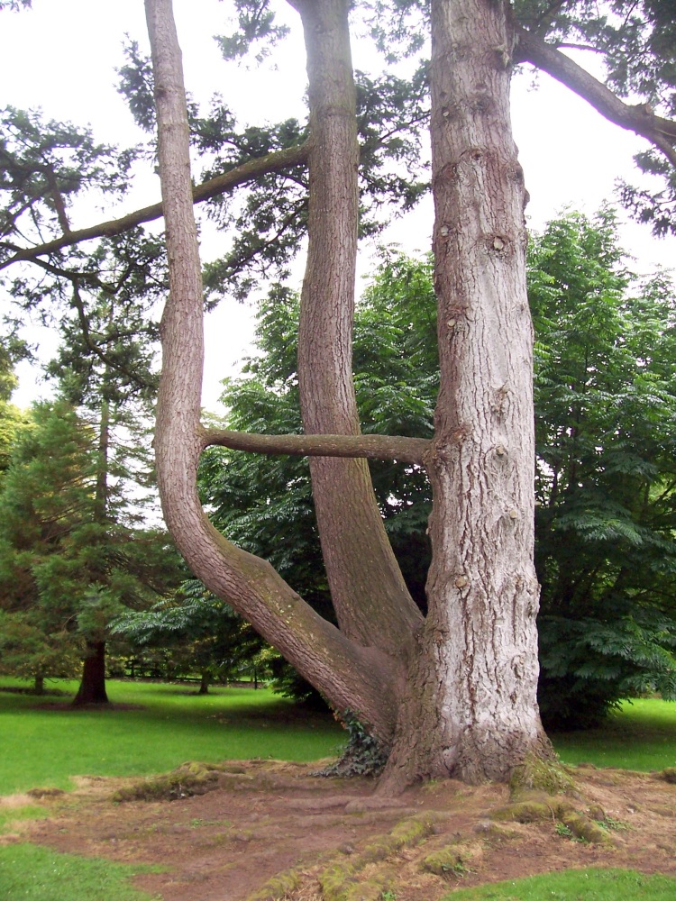 Park Blarney Castle