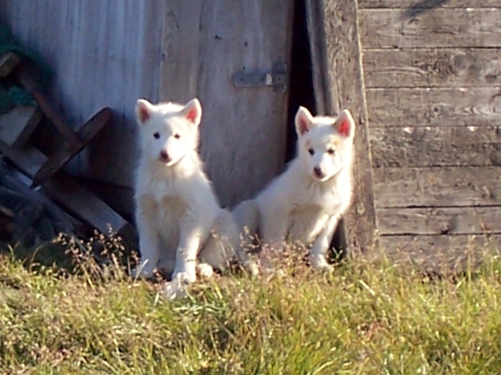 Groenlandhunde