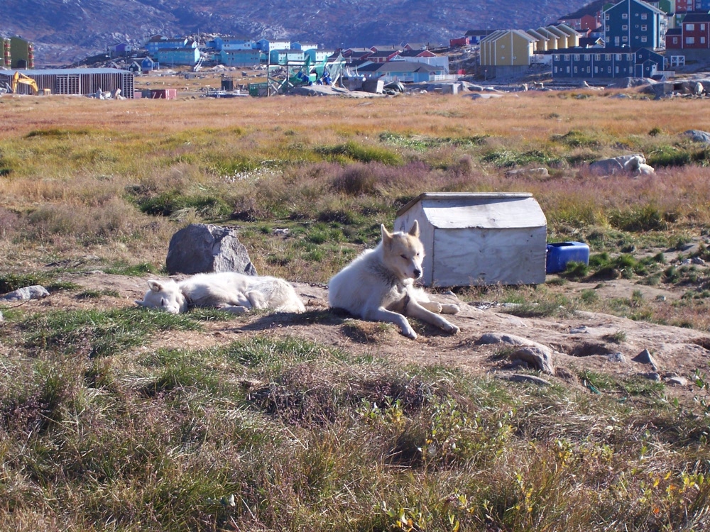 Groenlandhunde