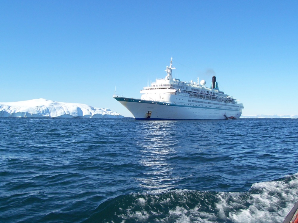 Albatros vor Ilulissat