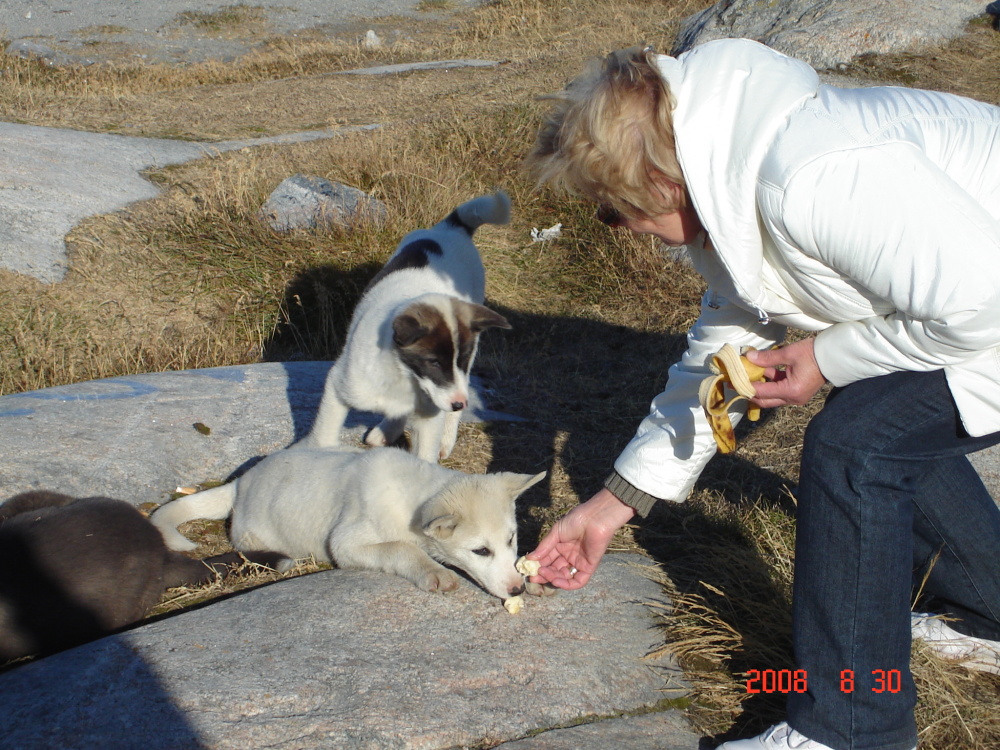 Groenlandhunde