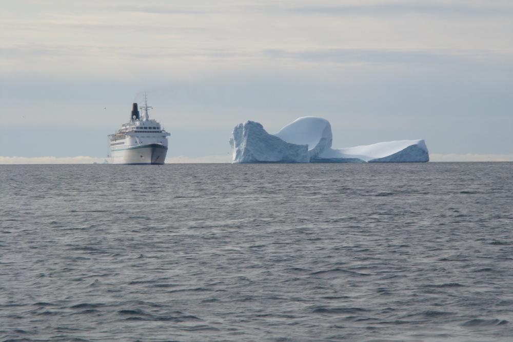 Albatros vor Qeqertassuaq