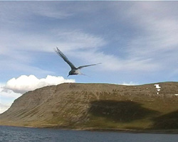 Seeschwalbe am Fossfjördur