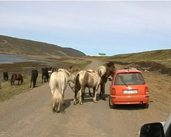 Pferde am Isafjördur