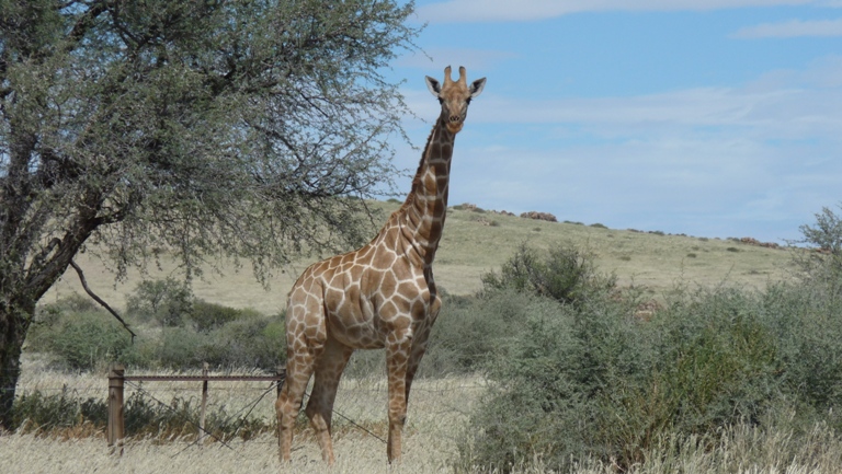 Giraffe