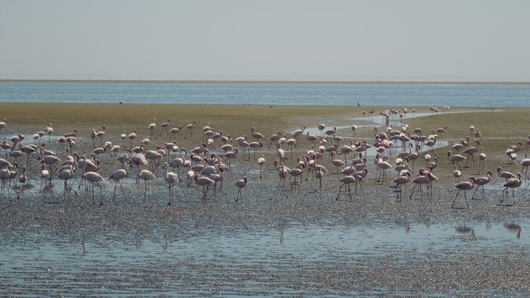 Pelikane in der Lagune Walvis Bay