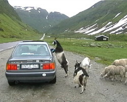 Hungrige Ziege im Myrkdalen